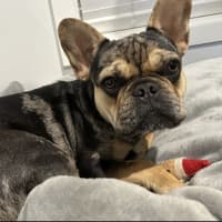 Photo of Effy & Finn  🌷🦴  Assisted Rehome