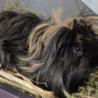 Photo of Piggy (Bonded With Pea)
