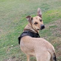Photo of Bellah *$150 Adoption Fee*