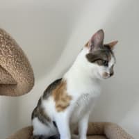 Photo of Blossom