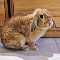 Photo of Cinnamon 