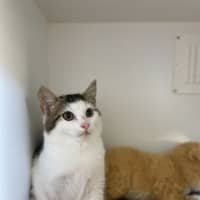 Photo of 🎠 Niffler 5926 🎠