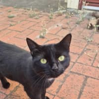 Photo of Sweet Dee   Located In Melton