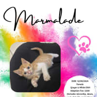 Photo of Marmalade