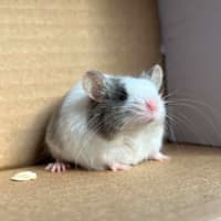 Photo of Remus