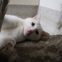 Photo of Sprite