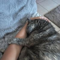 Photo of Fatty Cat And Coco