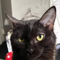 Photo of Morticia