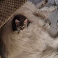 Photo of Tigger