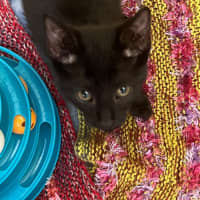 Photo of Oreo And Mowgli