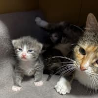 Photo of Bluebell 