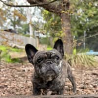 Photo of Olive