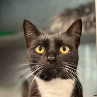 Photo of Pepper