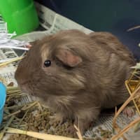 Photo of Rat