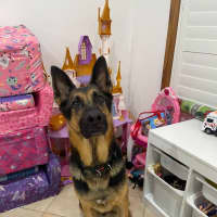Photo of Maxamillion (Max)