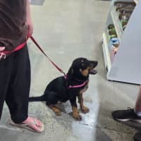 Photo of Gracie   4 Month Old Rottweiler X Shepherd 