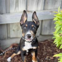 Photo of Arrow 