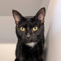 Photo of Sylvester 