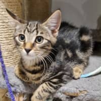 Photo of Gypsy