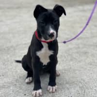 Photo of Jazz