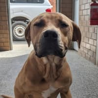 Photo of Dex