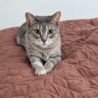 Photo of Biscotti