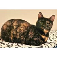 Photo of 10595   Moxi