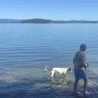 Photo of Perdita, The Greyhound