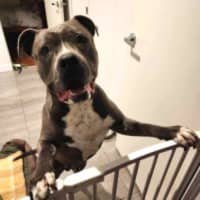 Photo of Ace