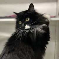 Photo of Willow