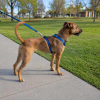 Photo of Beckham