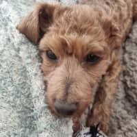 Photo of Dewey   4 Month Old Toy Poodle