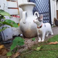 Photo of Oliver
