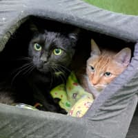 Photo of Charlie (Bonded With Timmy)