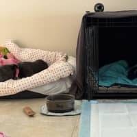 Photo of Wombat Bulleau