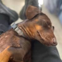 Photo of Frank