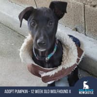 Photo of Pumpkin   12 Week Old Wolfhound X