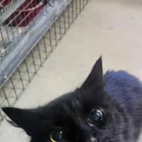 Photo of Pheonix