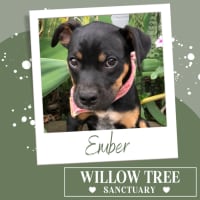 Photo of Ember