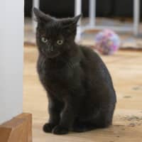 Photo of Blackie