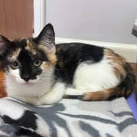 Photo of Cookie