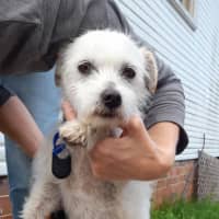 Photo of Gus   11 Year Old Jack Russell X