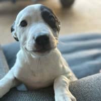 Photo of Evie