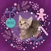 Photo of Minx