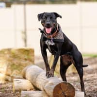 Photo of Macy   2 Year Old Rottweiler X