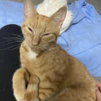 Photo of Cleo 🍁👑