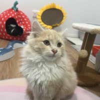 Photo of Juniper   In Foster In Doreen