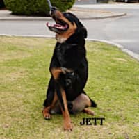 Photo of Jett