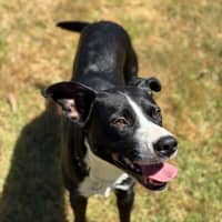 Photo of Sparky