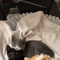 Photo of Nova
